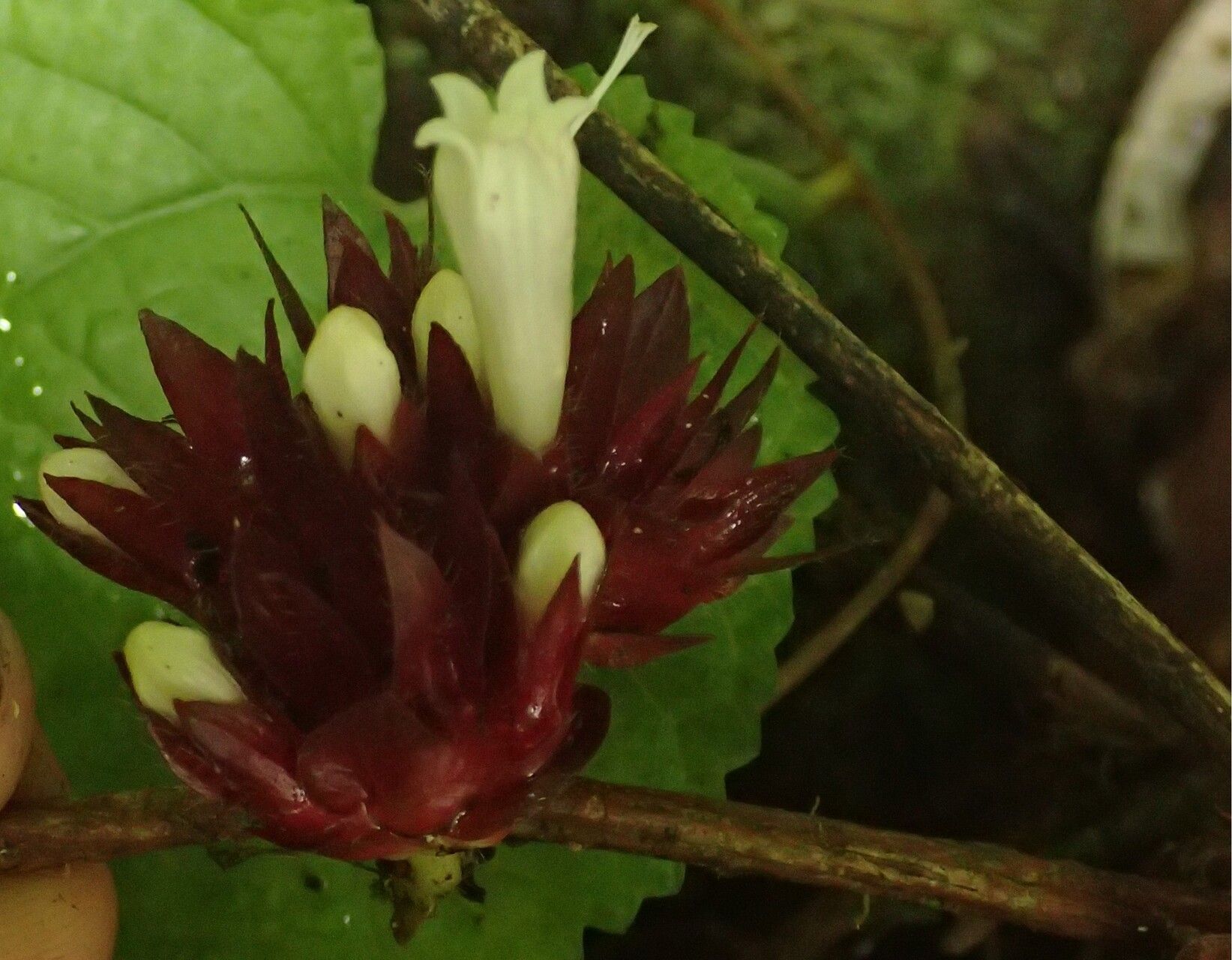 Sabicea pilosa flower