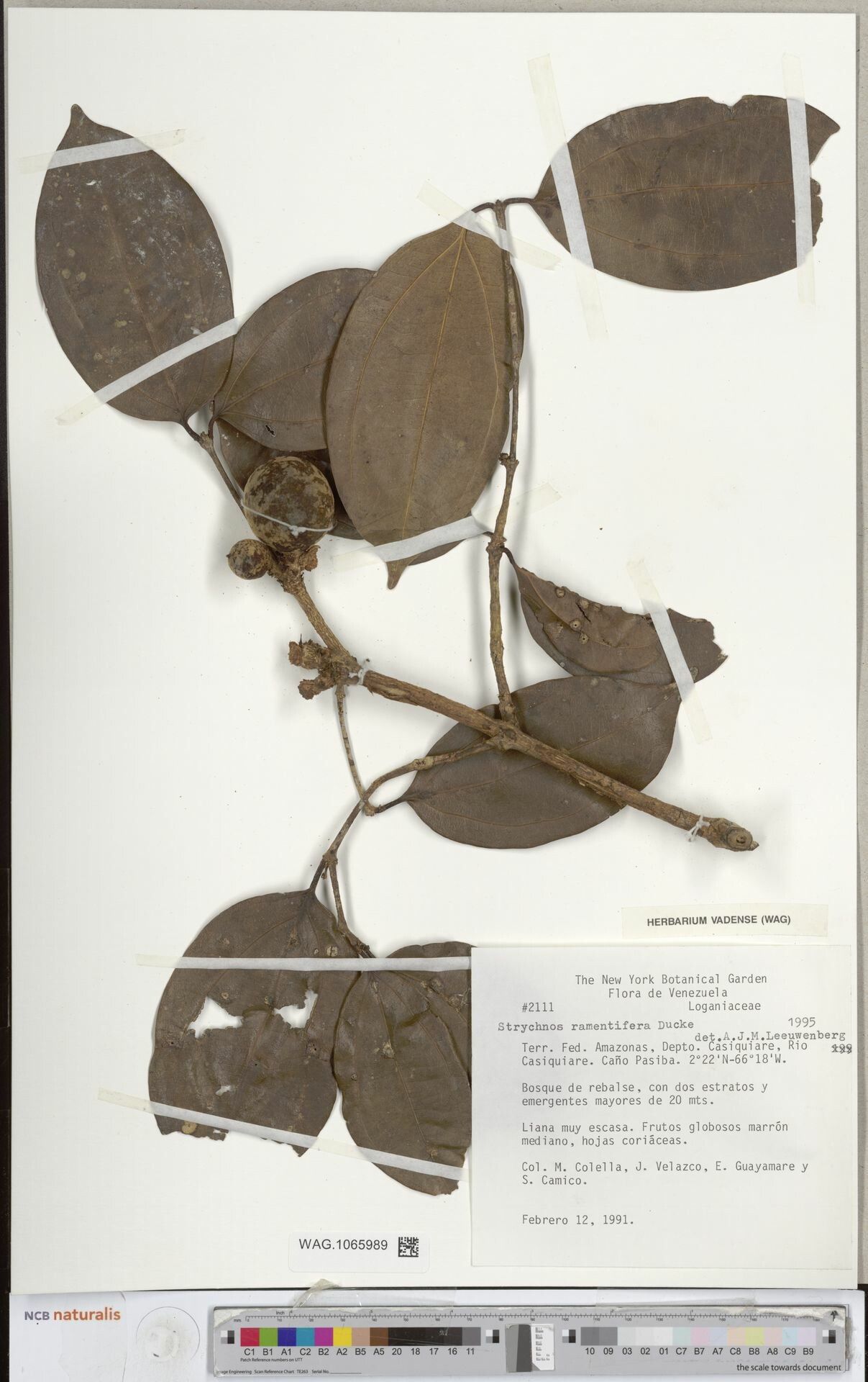 Strychnos ramentifera leaf