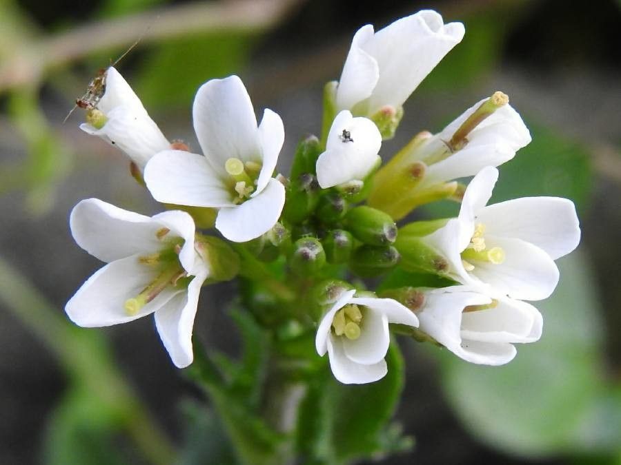 Arabis collina flower