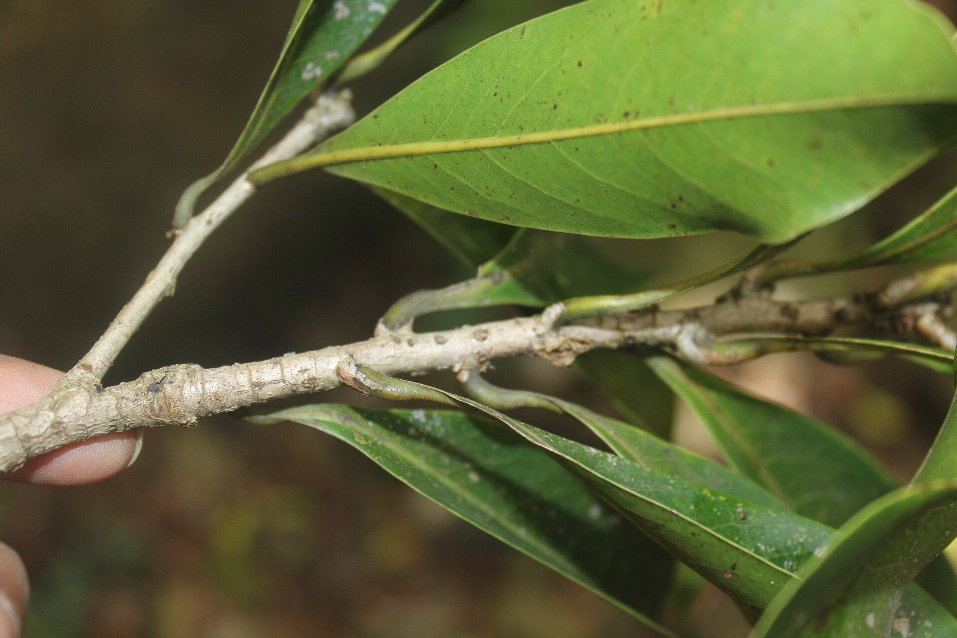 Nectandra turbacensis leaf