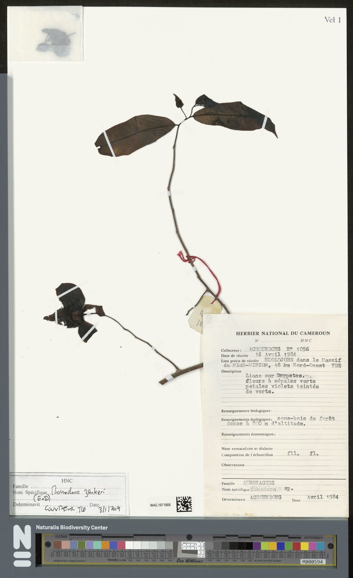 Monodora zenkeri — search result for 'Monodora'