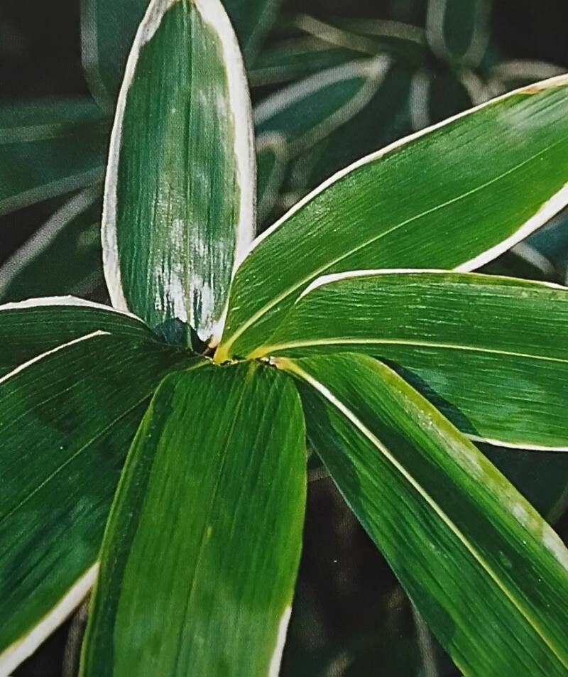 Sasa veitchii — search result for 'Bamboo'