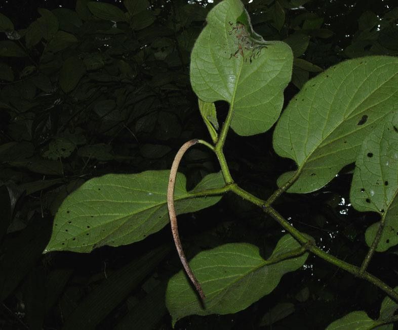 Piper auritifolium other