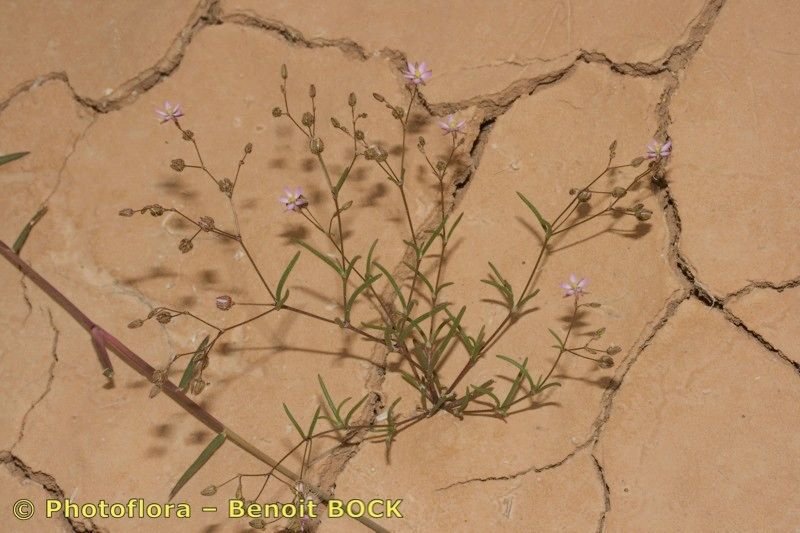 Spergula diandra other