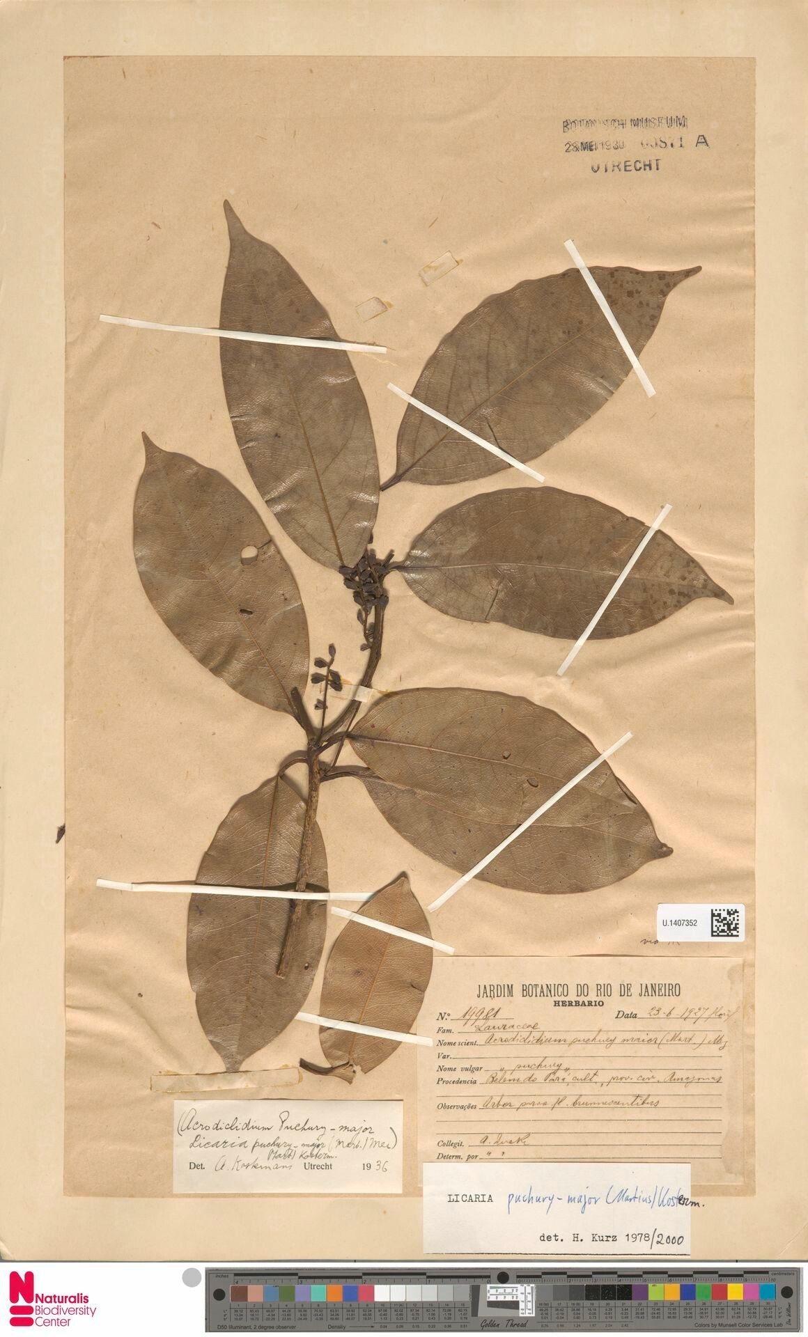 Aniba puchury-minor leaf