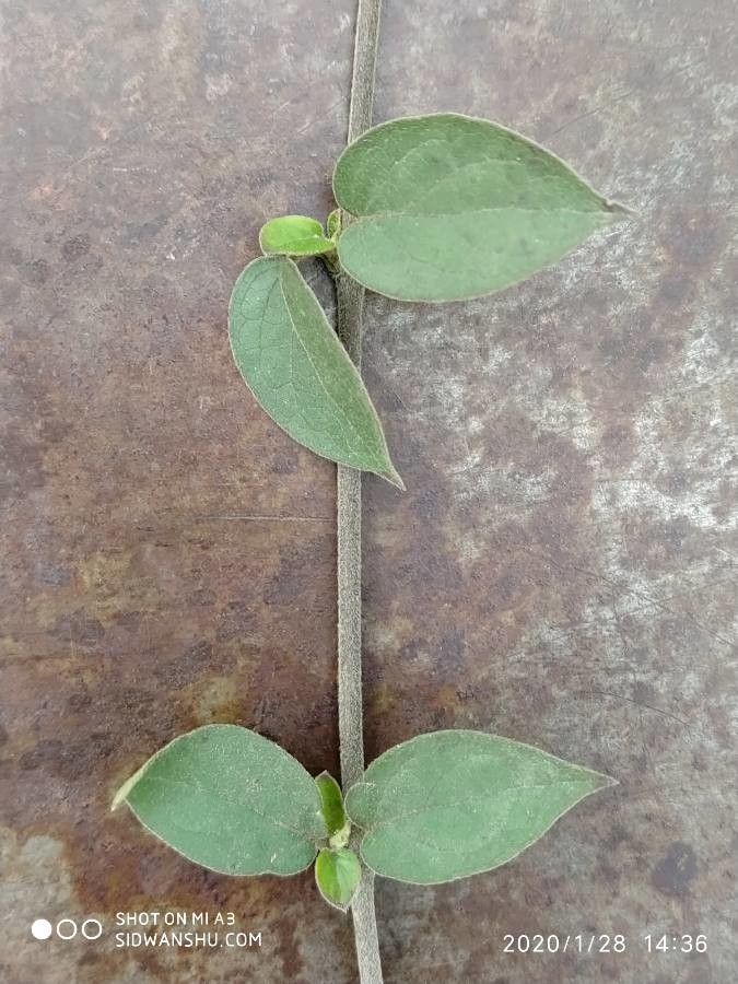 Gymnema sylvestre leaf