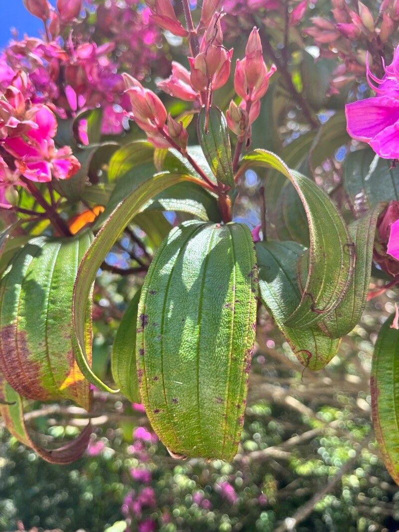 Pleroma granulosum — houseplant care guide