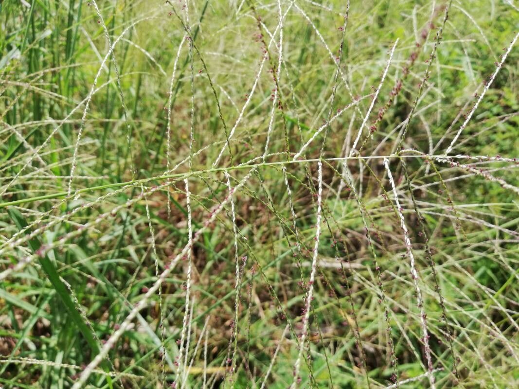 Digitaria horizontalis fruit