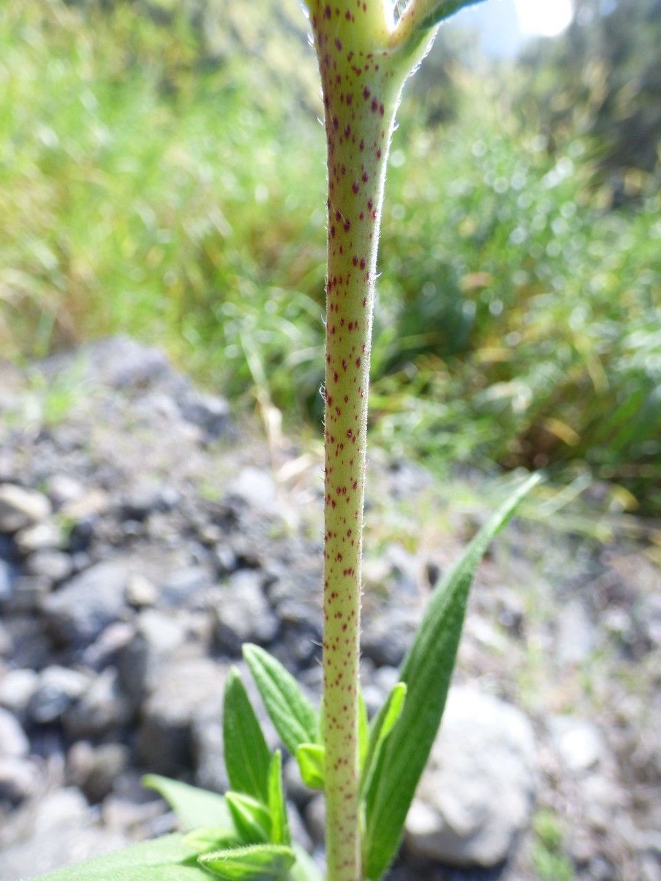 Trichodesma indicum bark