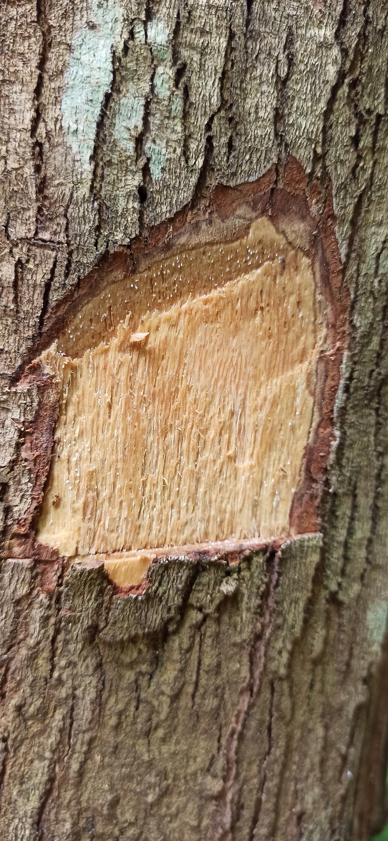 Shirakiopsis elliptica bark