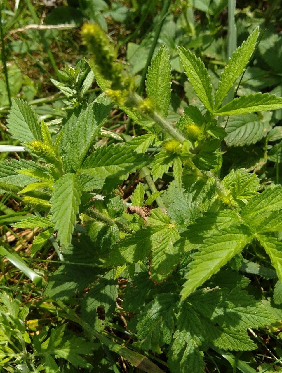 Agrimonia pilosa — houseplant care guide