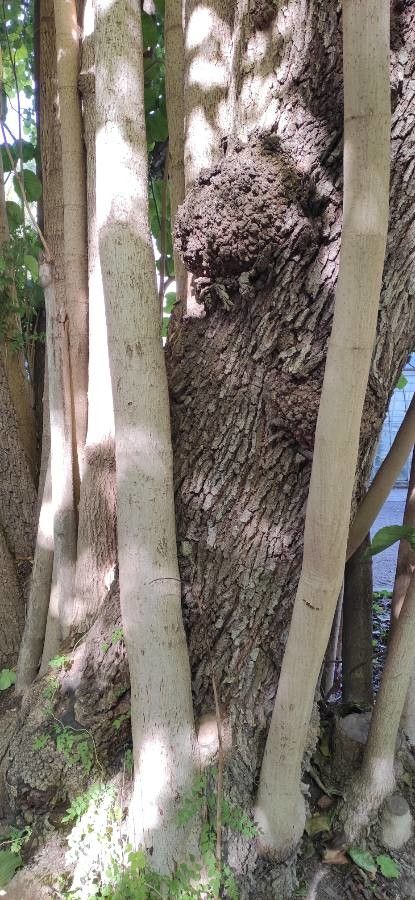 Coccoloba peltata bark