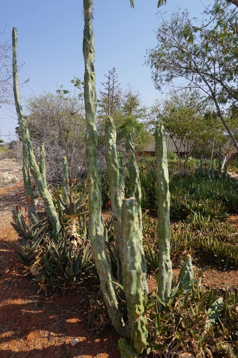 Lophocereus schottii bark