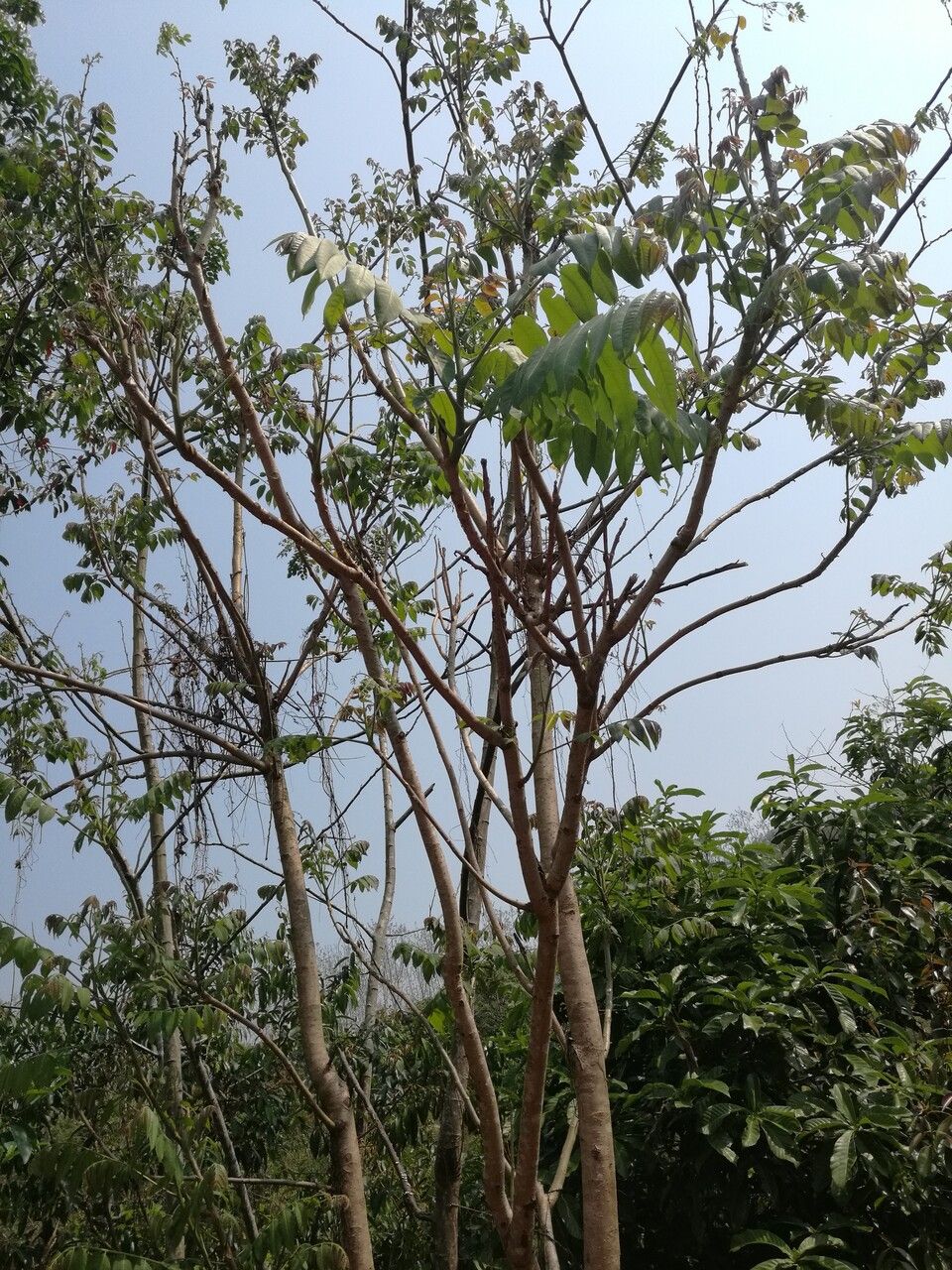 Ailanthus fordii