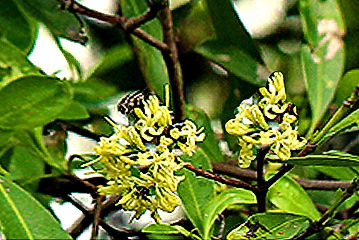 Coptosperma neurophyllum — houseplant care guide