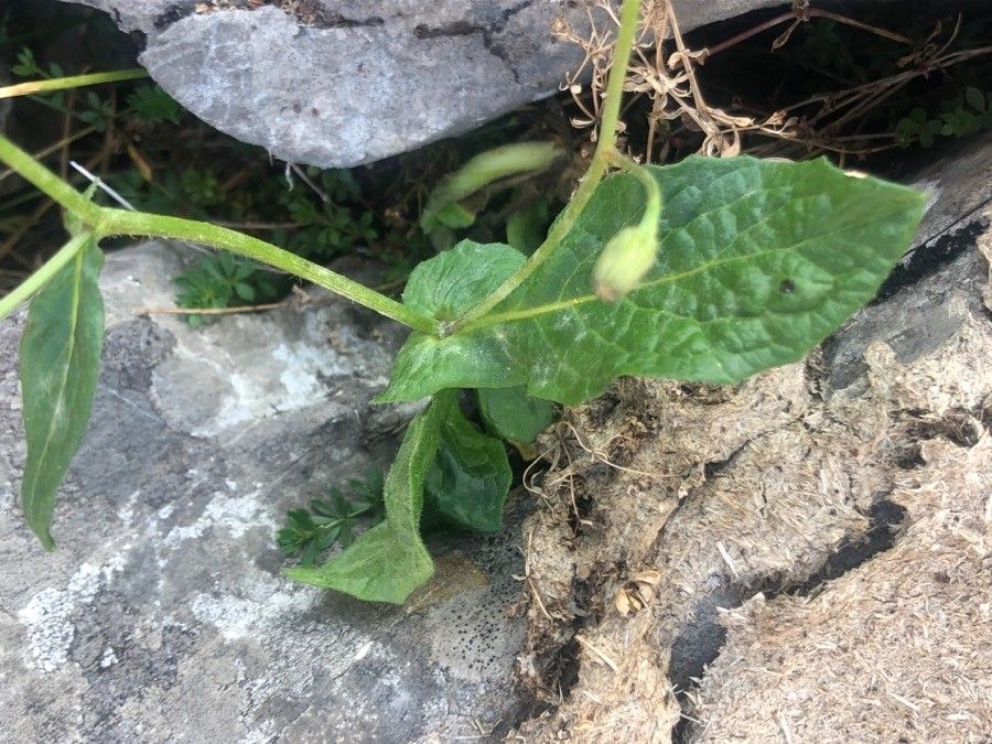 Hieracium murorum leaf