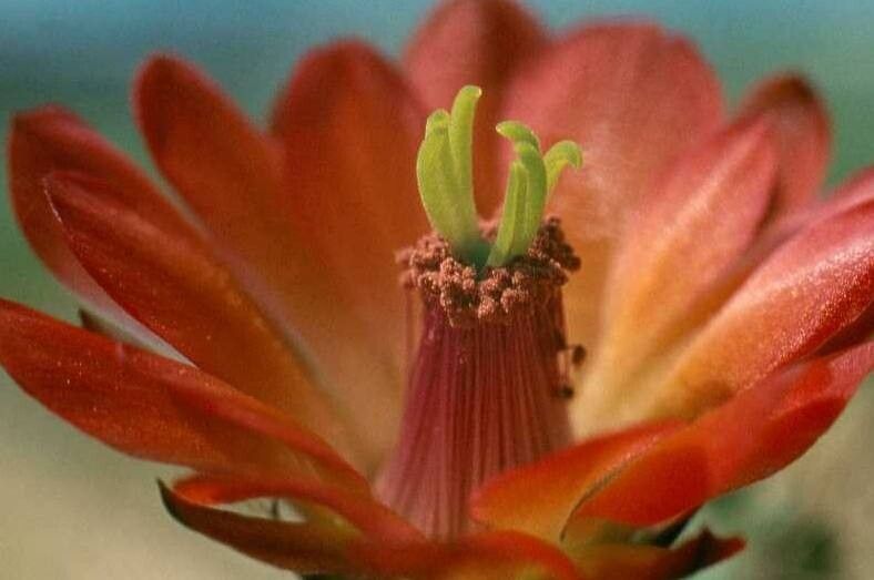 Echinocereus salm-dyckianus flower