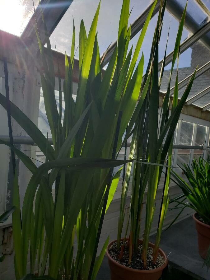 Watsonia marginata habit
