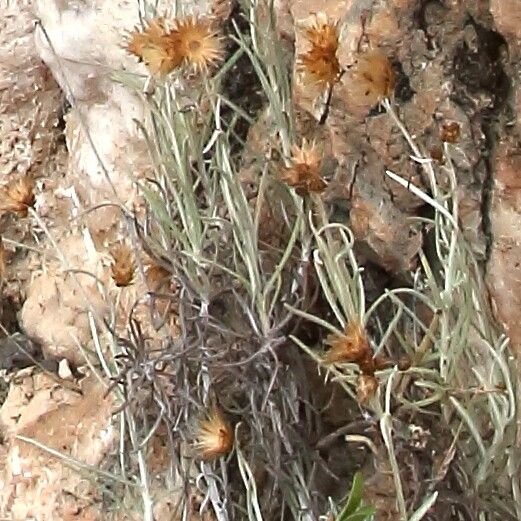 Phagnalon sordidum fruit