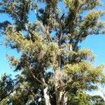 Eucalyptus tereticornis