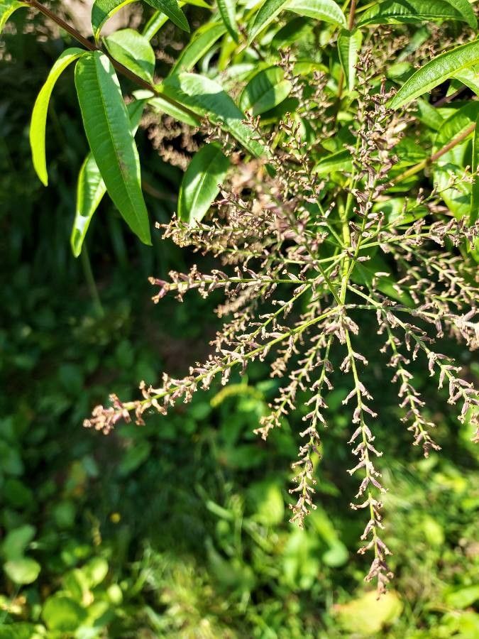 Aloysia citrodora fruit