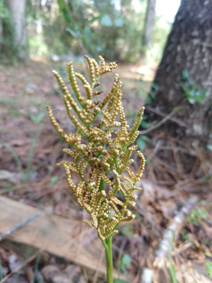 Botrychium dissectum fruit