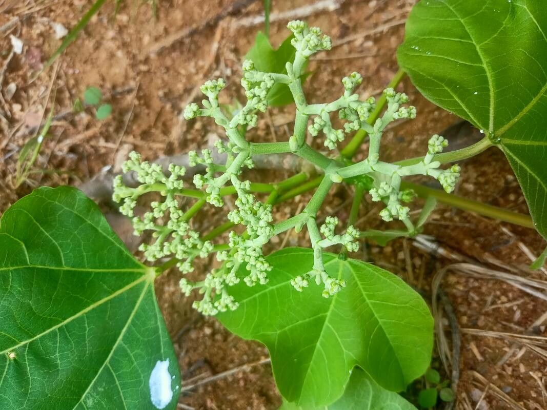 Cnidoscolus oligandrus flower