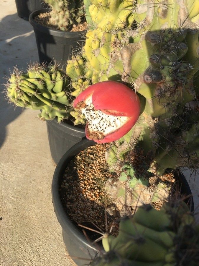Cereus uruguayanus fruit