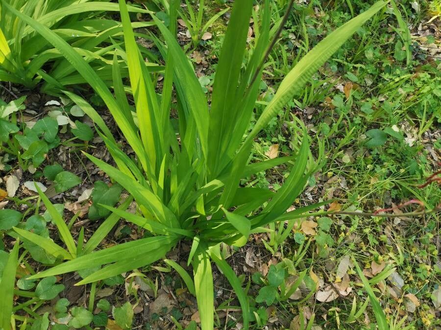 Chasmanthe bicolor — related species from the same genus