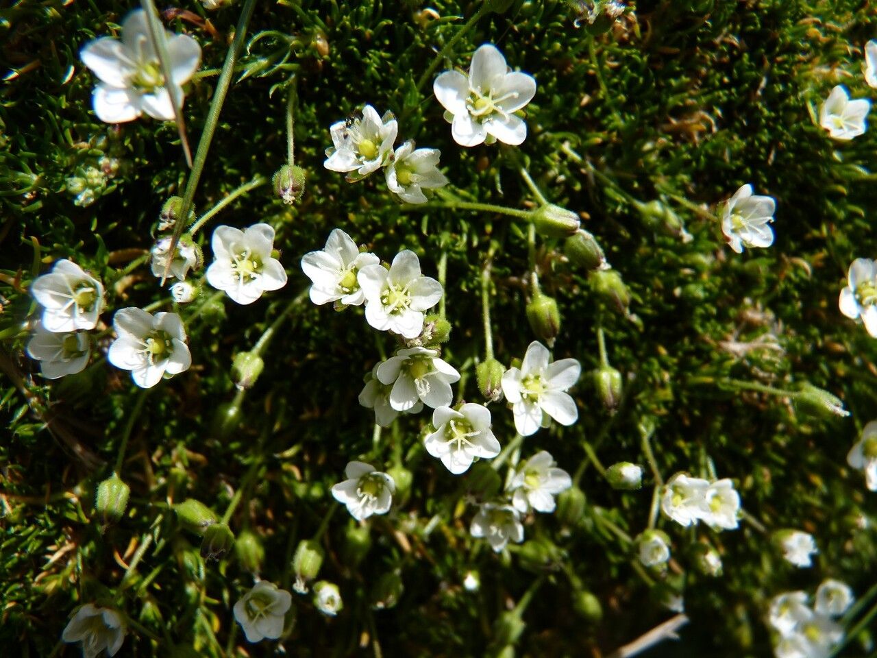 Sagina pilifera flower