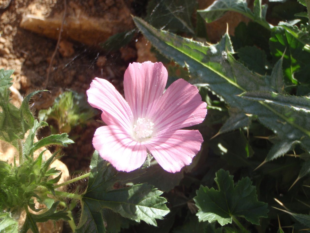 Althaea longiflora flower