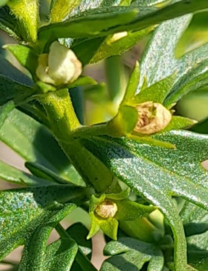Teucrium cubense flower