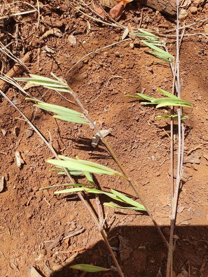 Tephrosia hildebrandtii leaf