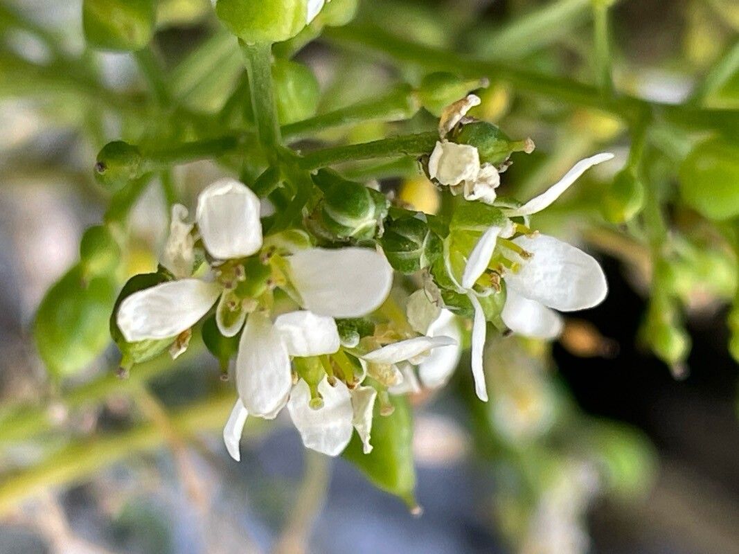 Cochlearia tatrae flower