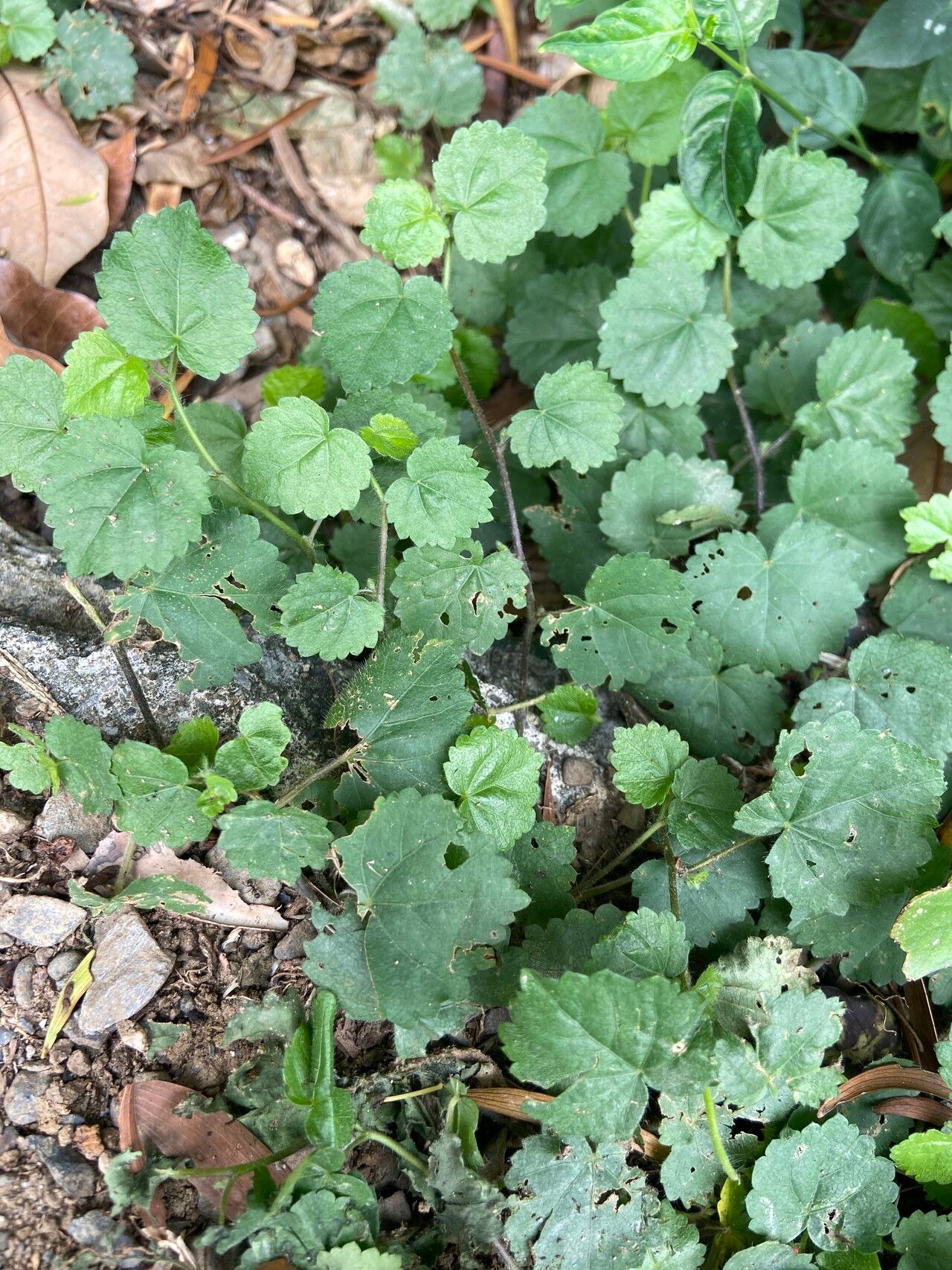 Sida javensis — houseplant care guide