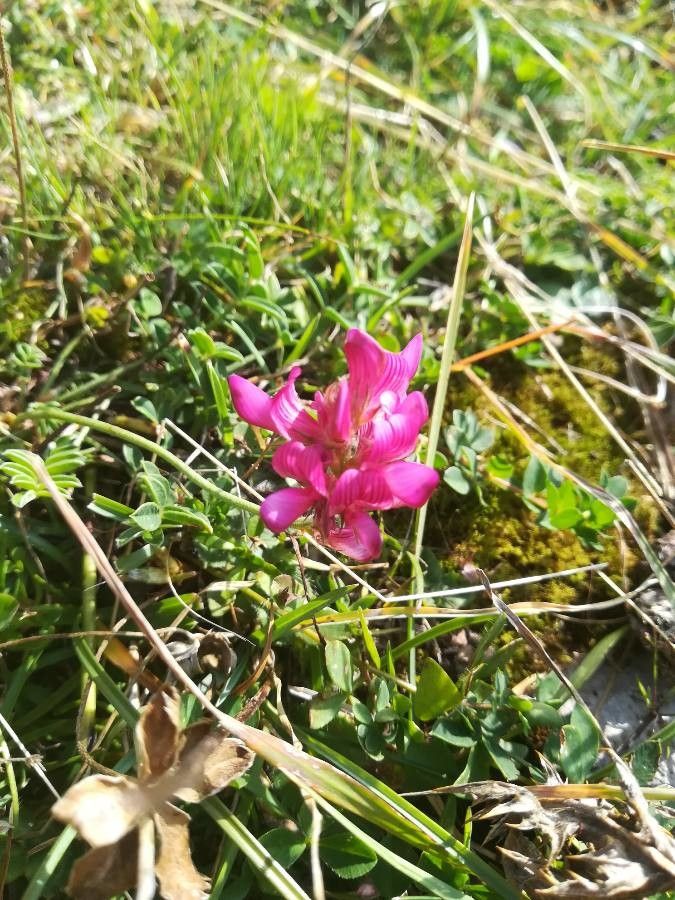 Onobrychis pyrenaica flower