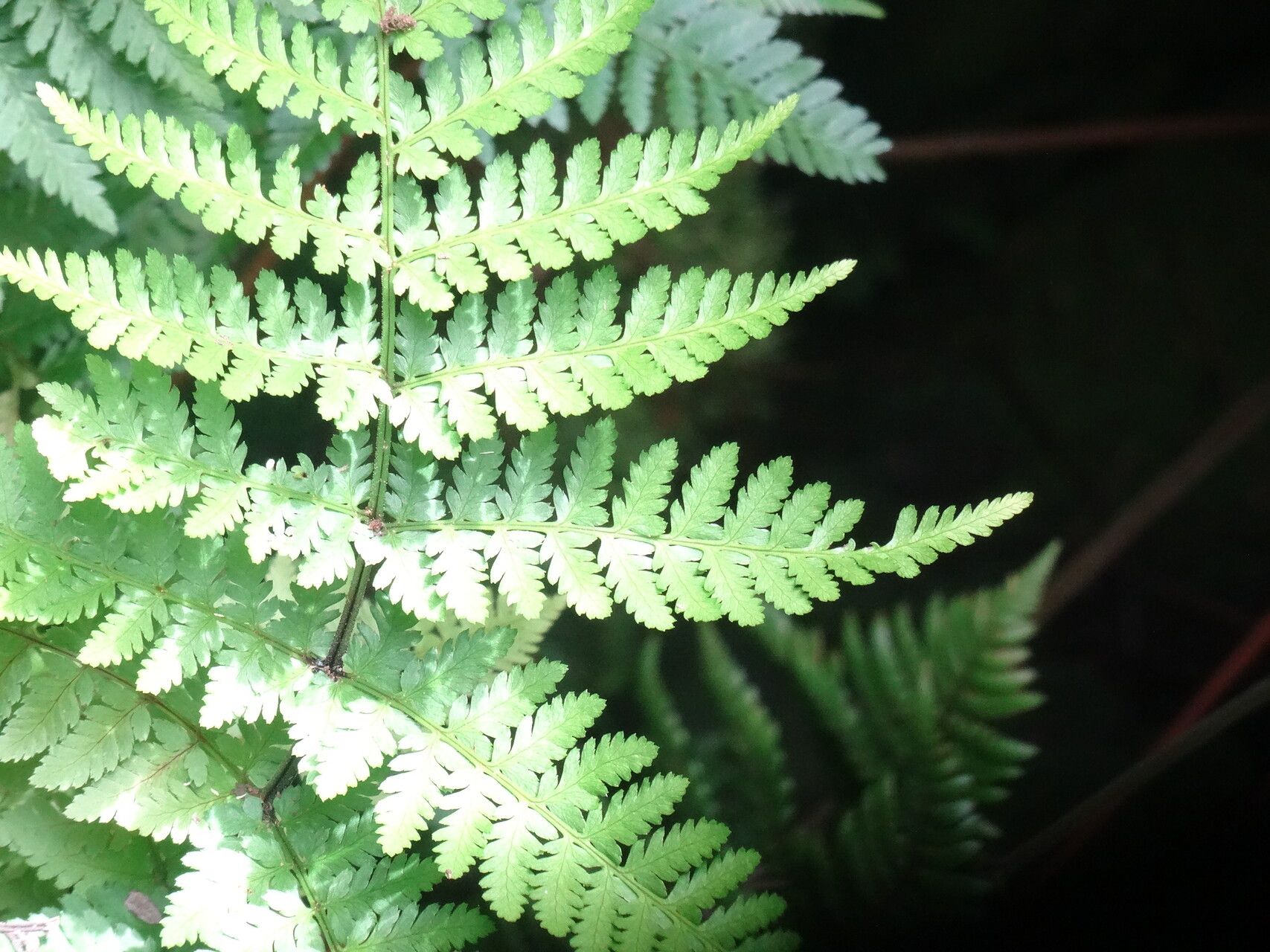 Dryopteris antarctica