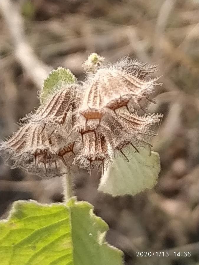 Hyptis suaveolens fruit