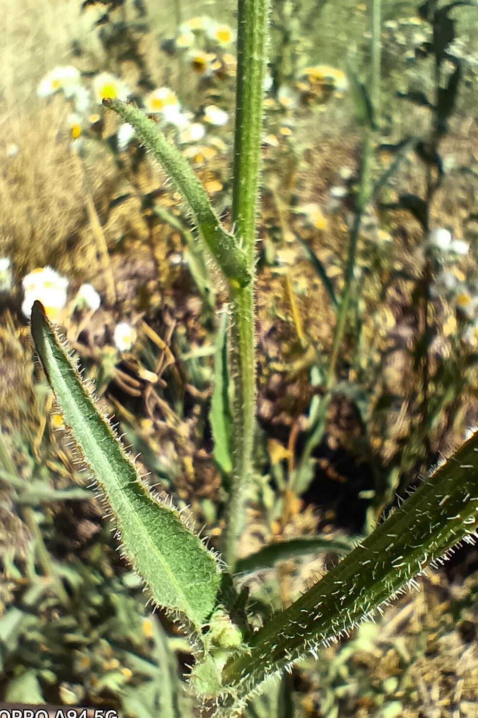 Picris rhagadioloides leaf