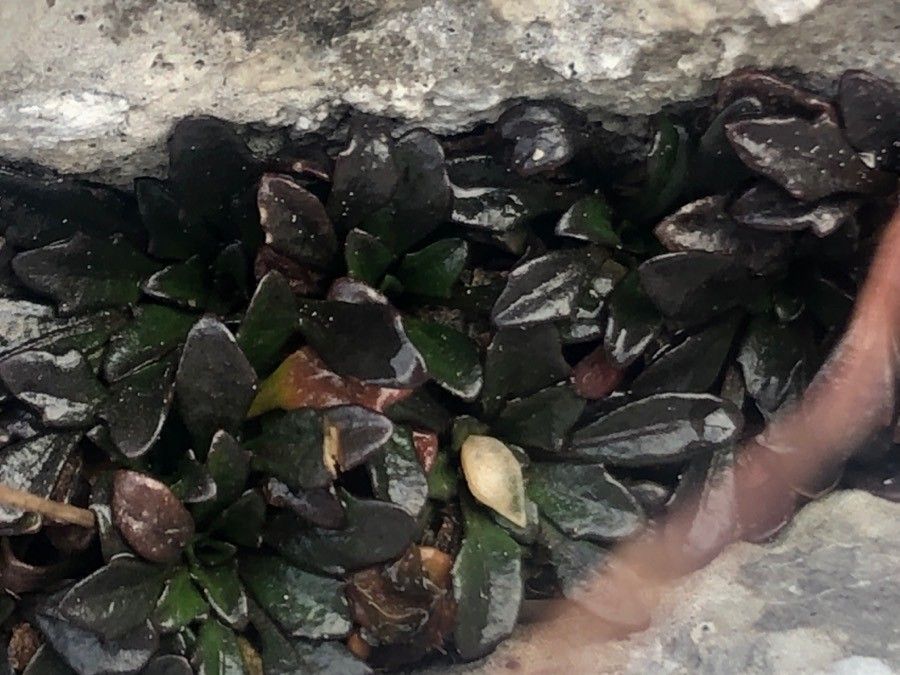 Kernera saxatilis leaf