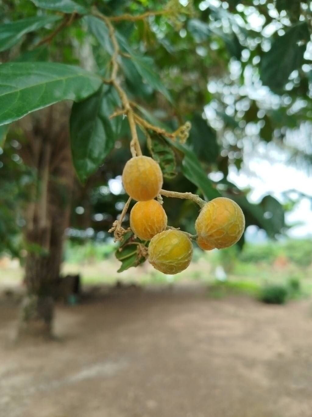 Dichapetalum toxicarium fruit