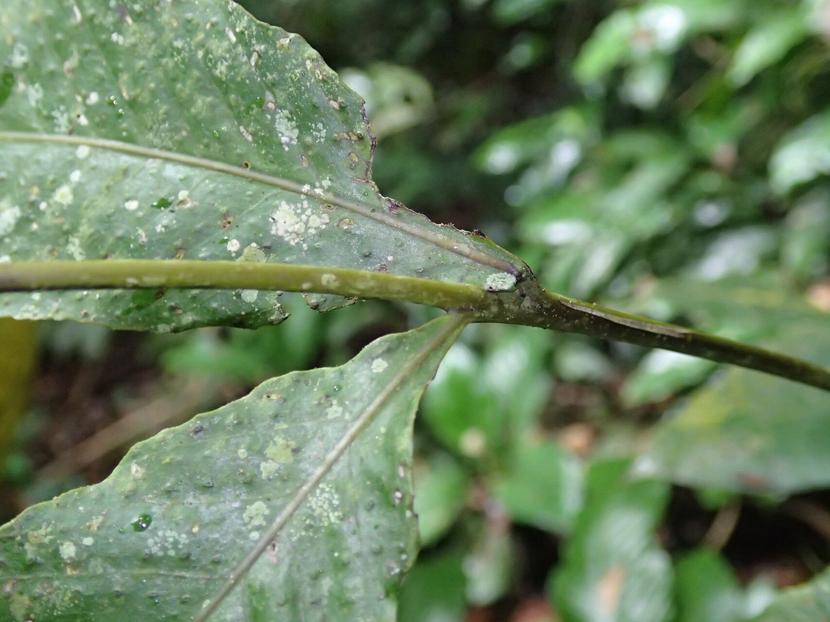 Tectaria barteri leaf