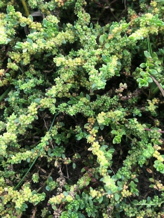 Herniaria glabra leaf