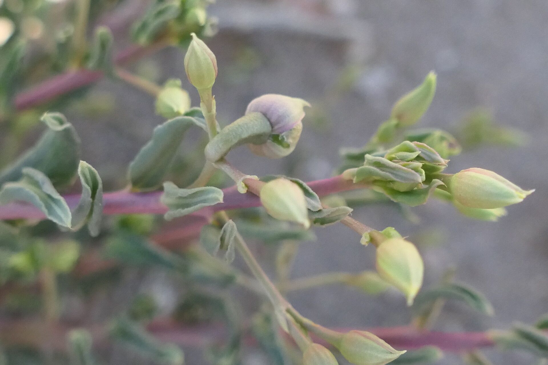 Talinum arnotii flower