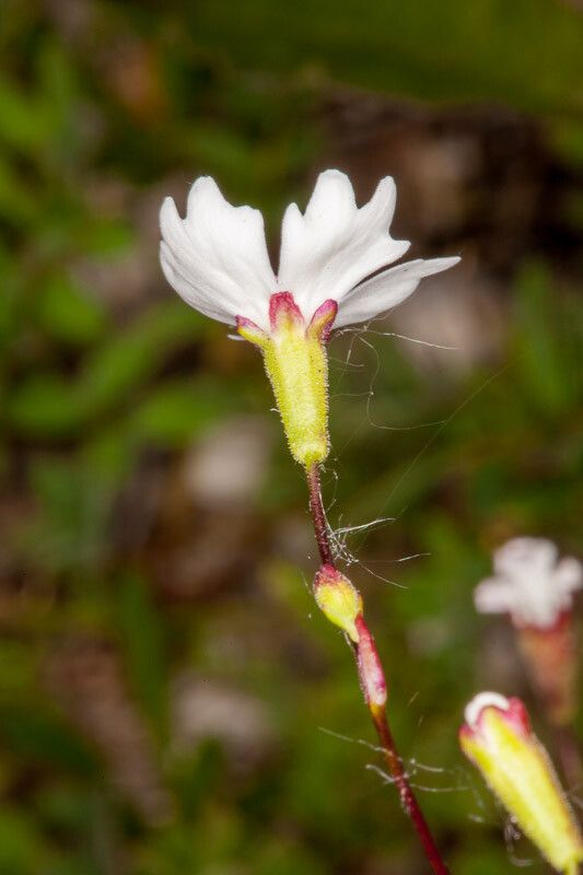 Heliosperma pusillum bark