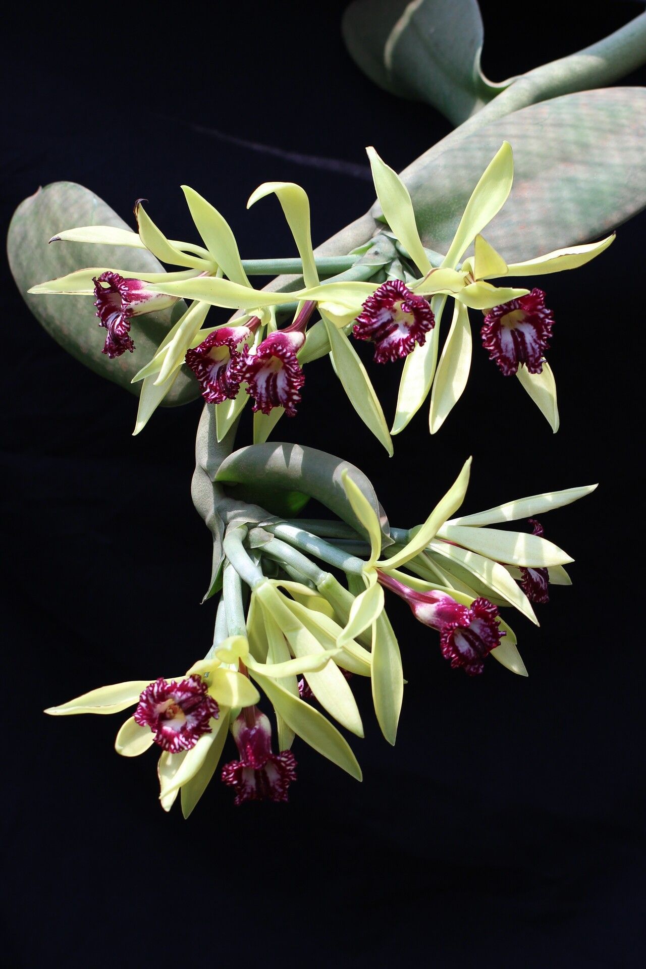 Vanilla ochyrae habit