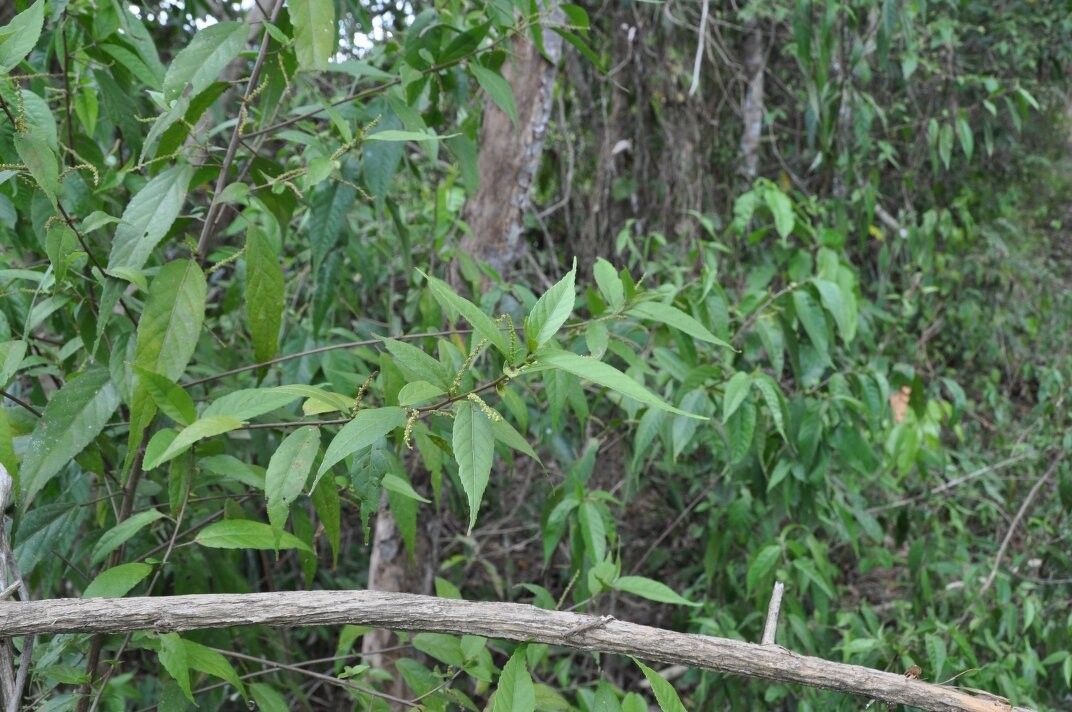 Acalypha filiformis — houseplant care guide