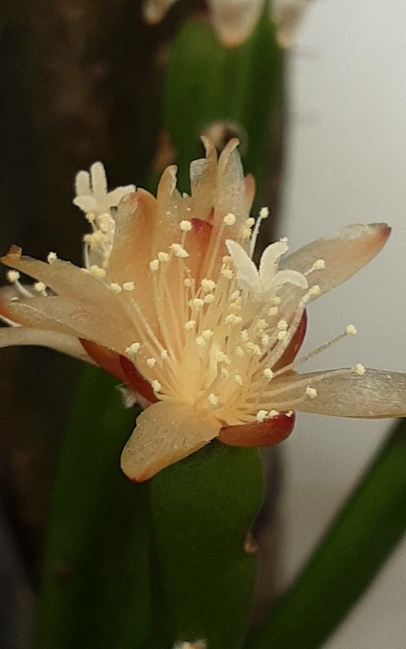 Rhipsalis dissimilis flower
