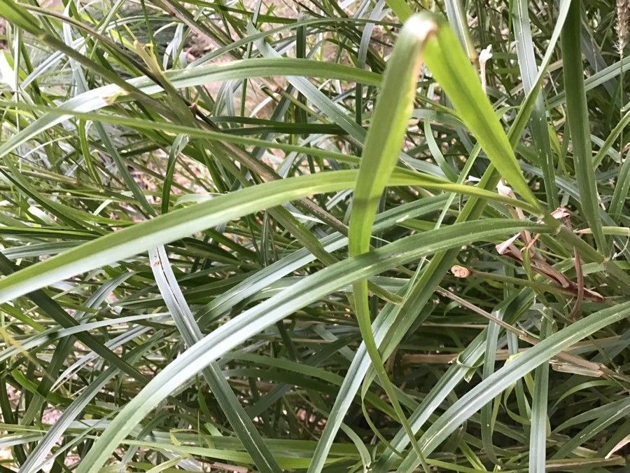 Cenchrus ciliaris — search result for 'Pennisetum'