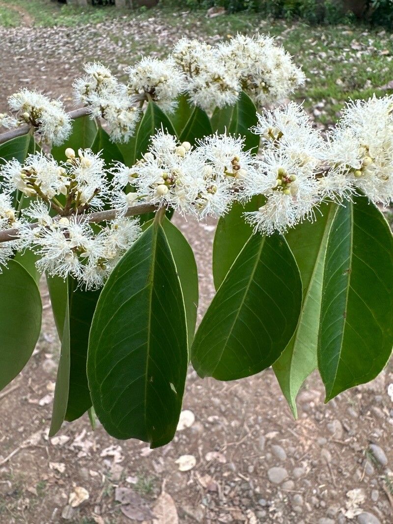 Eugenia galalonensis flower